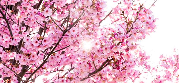 Ray Through Pink Cherry Blossom Trees In The Morning