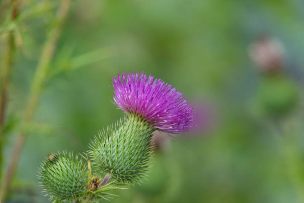 istock Bull Thistle Flowers in Summer 1306203197