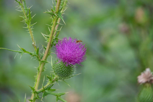istock Bull Thistle Flowers in Summer 1306203221