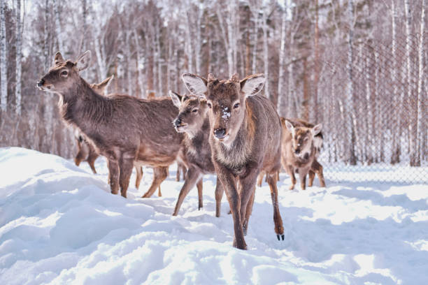istock Spotted deer on a farm on a background of winter forest. 1306203582