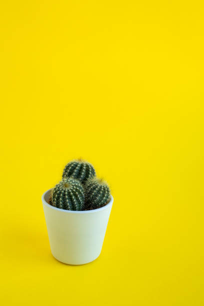 istock Cactus in a pot on a yellow background 1306203648