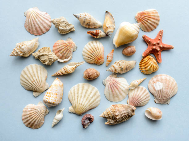 istock Summer concept with seashells and starfish on blue background. Top view, flat lay 1306204779