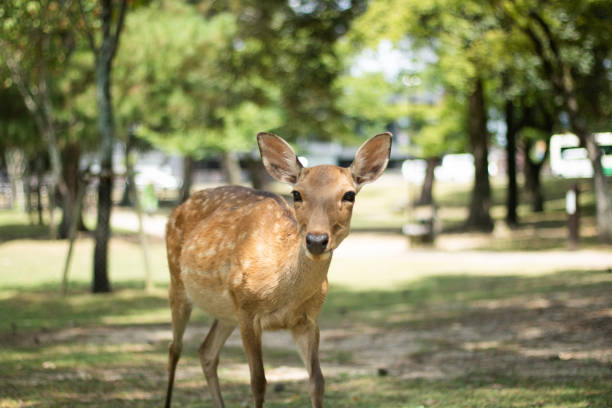 istock Wild Deer in Nara Japan 1306205756