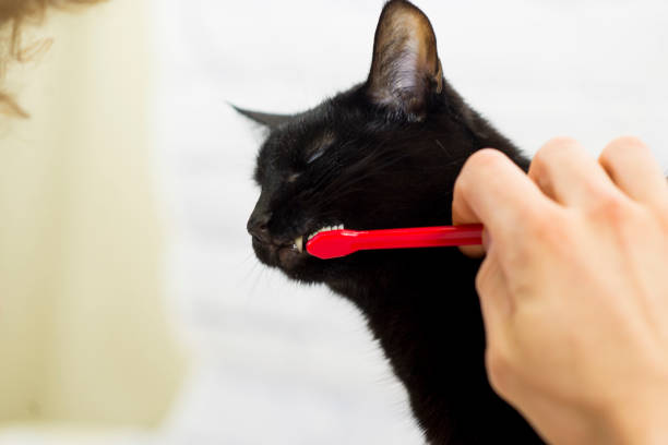 istock Cute Cat Getting Her Teeth Brushed By Her Owner 1306206538