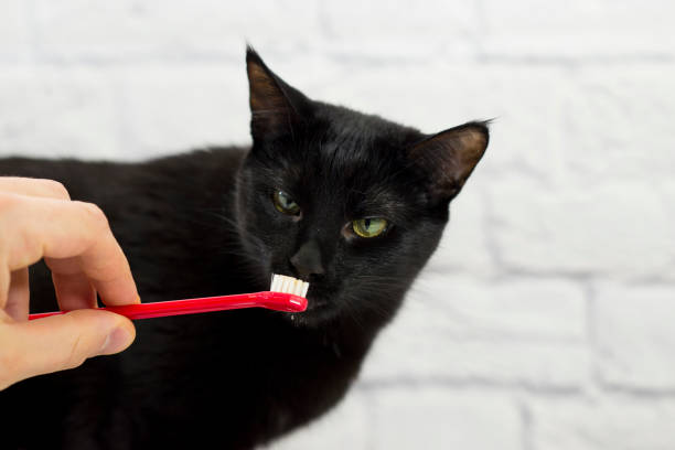 istock Getting Her Teeth Brushed at the Vet 1306206539