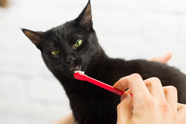 istock Young Cat Practicing Good Dental Health 1306206542