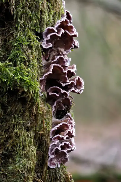 The Silverleaf Fungus (Chondrostereum purpureum) , an intresting photo