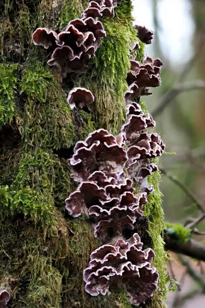 The Silverleaf Fungus (Chondrostereum purpureum) , an intresting photo