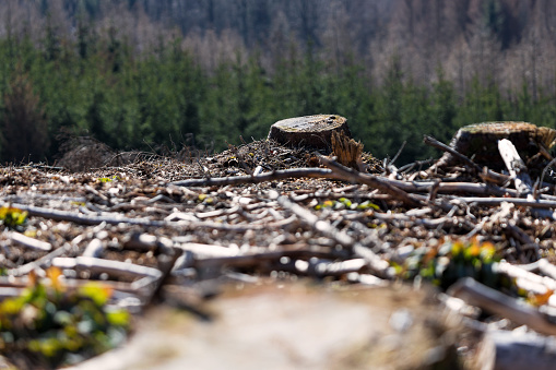 a felled forest part due to bark beetle