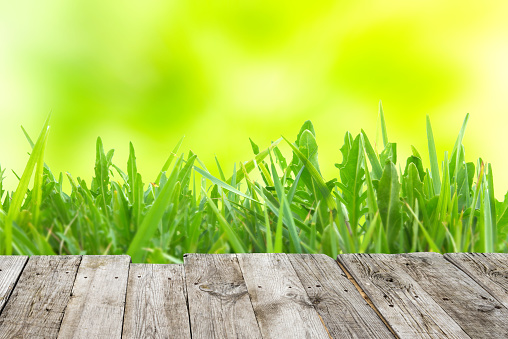 Green grass on wooden board and yellow spring abstract blur background