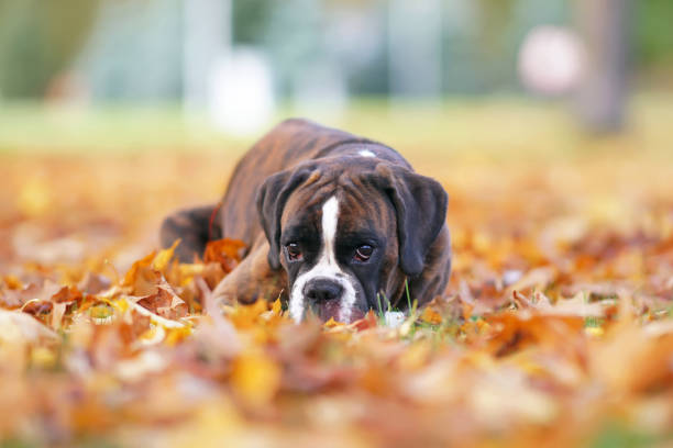 istock Adorable brindle Boxer dog posing outdoors lying down on fallen yellow maple leaves in autumn 1306209421