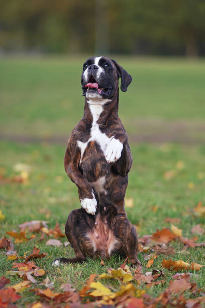 Cute brindle Boxer dog posing outdoors sitting on its back legs on a green grass with fallen maple leaves in autumn