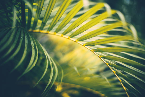istock Palm tree leaves. Tropical trees background 1306210451