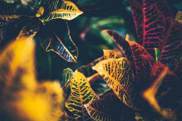 istock Tropical plants leaves background. 1306210463