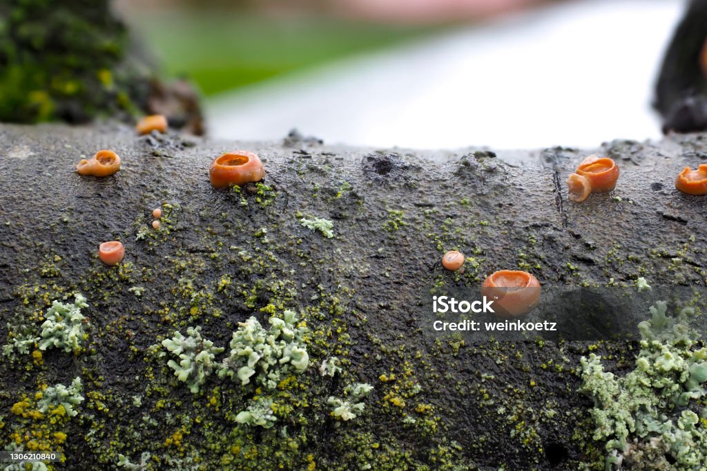 The Ditangium cerasi is a mushroom on cherry wood The Ditangium cerasi is a mushroom on cherry wood , an intresting photo Agaric Stock Photo