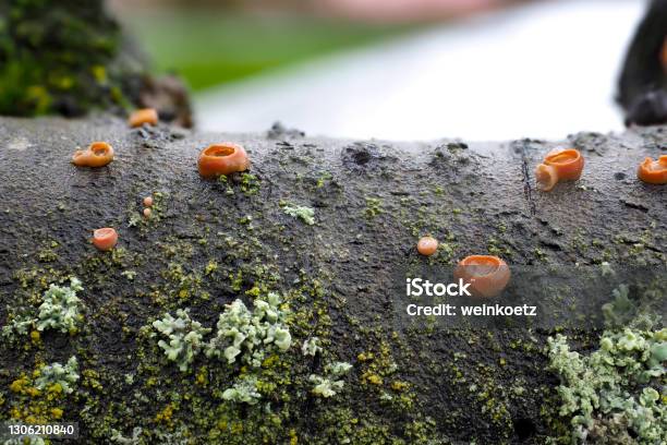 The Ditangium Cerasi Is A Mushroom On Cherry Wood Stock Photo - Download Image Now - Agaric, Autumn, Color Image