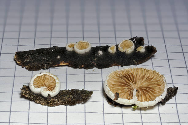 istock The Oysterling (Crepidotus) is a mushroom on wood 1306211370