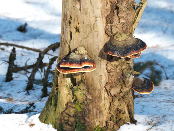 istock The Red Banded Polypore (Fomitopsis pinicola) - inedible 1306211384