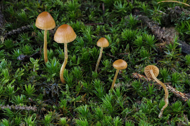istock The Dwarf Bell (Galerina pumila) - inedible 1306211390