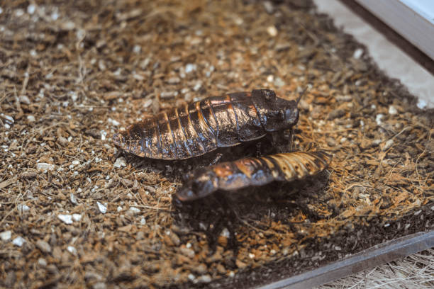 madagascar s’asurissant cafard dans l’aquarium. gromphadorhina portentosa. insectes géants avec foyer sélectif et profondeur de champ limitée. - cockroach hissing ugliness insect photos et images de collection