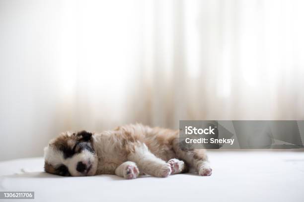 Fluffy Little Thing Finally Fell Asleep Stock Photo - Download Image Now - Shih Tzu, Puppy, Dog