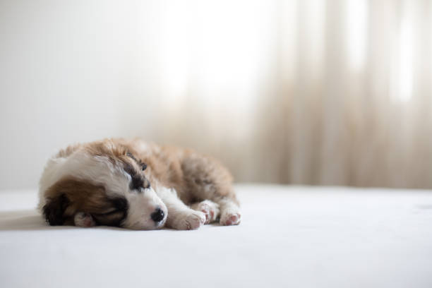 istock Little baby sleeping. Cute puppy napping. 1306211728