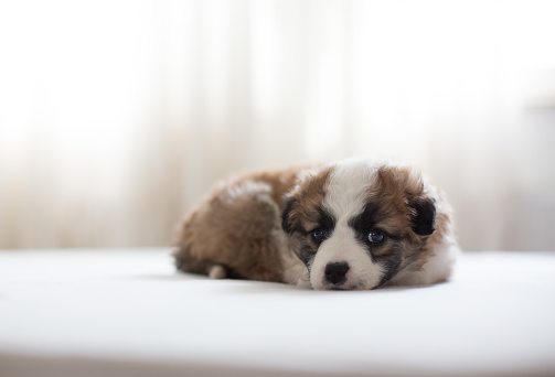 Belgrade, Serbia, Apr 24, 2022: Five-day-old Bichon-Poo (Bichon & Poodle mix) puppies sleeping next to their mother in a whelping box.