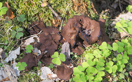 The Pigs Ears (Gyromitra perlata) is an edible mushroom , an intresting photo