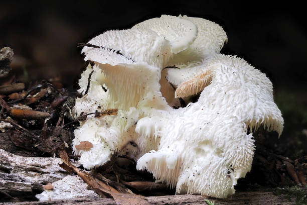 The Tiered Tooth (Hericium cirrhatum) is an edible mushroom , an intresting photo
