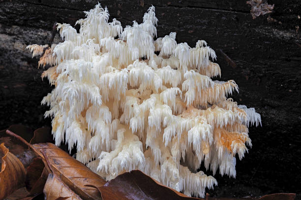 istock The Coral Tooth (Hericium coralloides) is an edible mushroom 1306212869