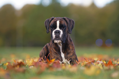 Serious brindle Boxer dog posing outdoors lying down on fallen maple leaves in autumn