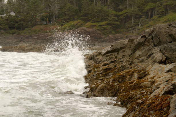 istock Swamping the Land 1306213983
