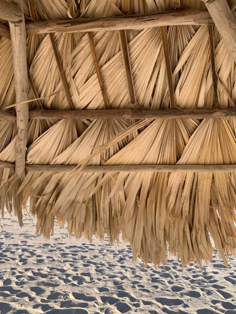 istock Palm fronds over wood frame 1306214844
