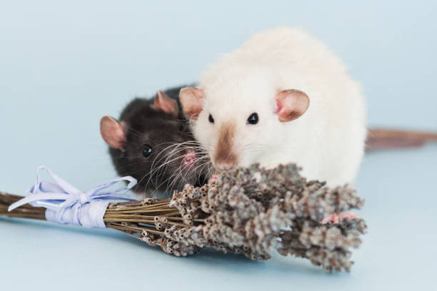 istock Two fancy rats with lavender flowers on blue background 1306215650