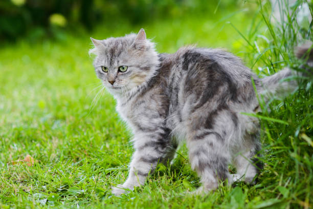 istock grey fluffy silly face cat hunting in grass chasing toy 1306215680
