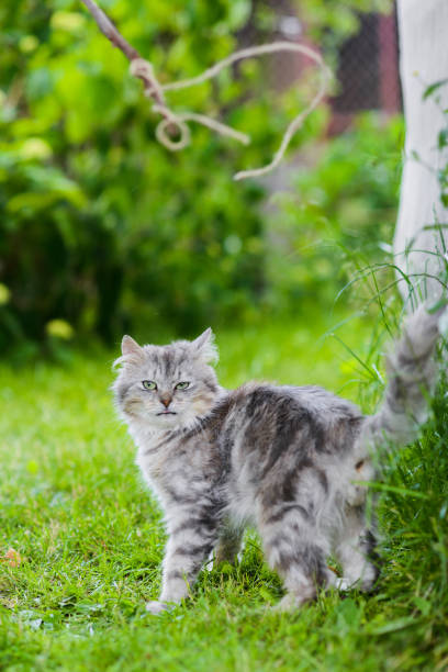 istock grey fluffy silly face cat hunting in grass chasing toy 1306215687
