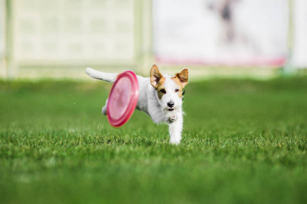istock jack russel terrier running for rolling disk, dog sport competition 1306215729