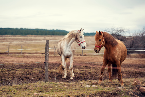 Dirty horses in a muddy riding arena with electric fence in countryside horse riding ranch