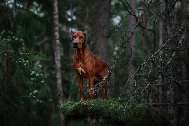 istock Adorable Rhodesian Ridgeback standing on rock in forest 1306215771