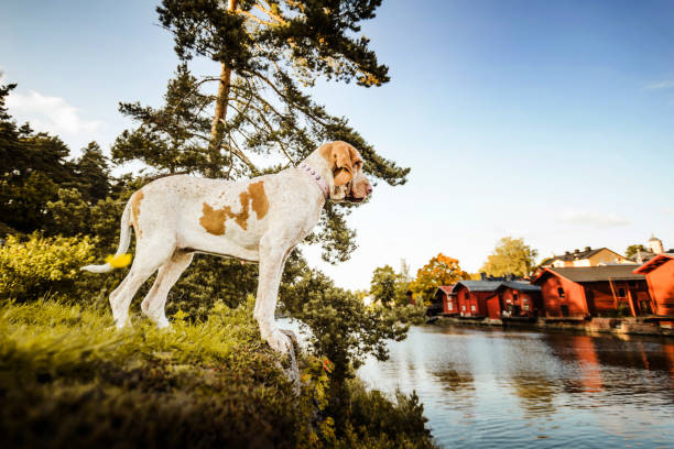 Bracco Italiano pointer with Porvoo red houses landscape at background Beautiful Bracco Italiano pointer standing at river with Porvoo famous red houses landscape at background finnish hound stock pictures, royalty-free photos & images