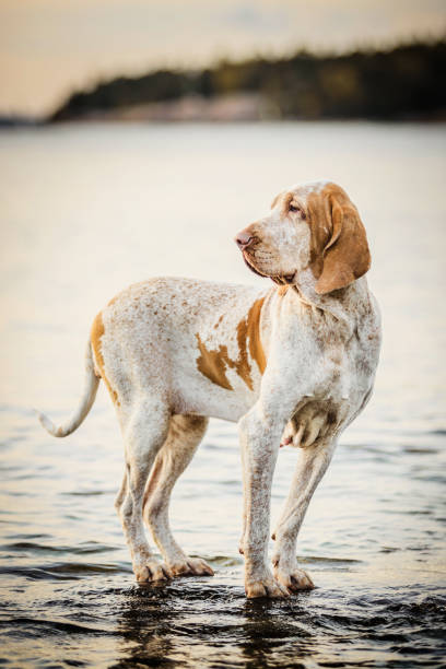istock Beautiful Bracco Italiano pointer on rocks at sea landsape 1306215780