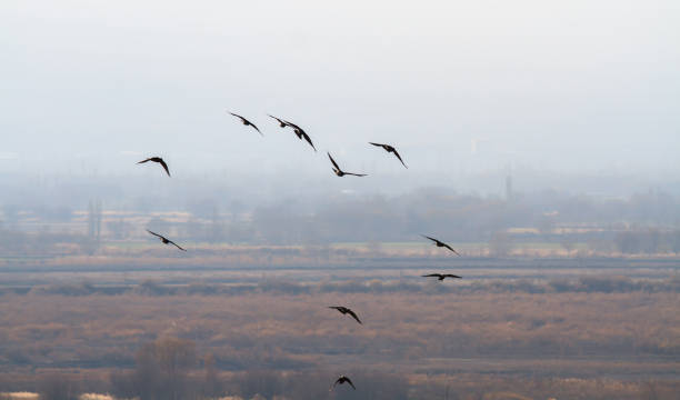 istock A flock of birds 1306215973