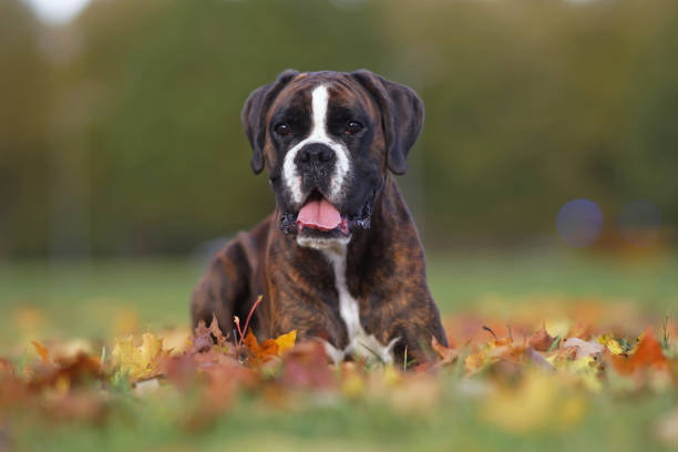 istock Serious brindle Boxer dog posing outdoors lying down on fallen maple leaves in autumn 1306216651