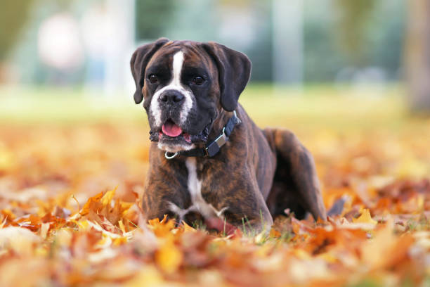 Cute brindle Boxer dog posing outdoors lying down on fallen yellow maple leaves in autumn Cute brindle Boxer dog posing outdoors lying down on fallen yellow maple leaves in autumn boxer dog stock pictures, royalty-free photos & images