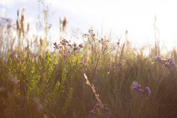 istock Foliage in beautiful afternoon with sunlight in summer. 1306217407