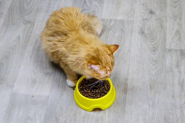 ładny kot jedzący jedzenie z żółtej plastikowej miski na podłodze - 7971 zdjęcia i obrazy z banku zdjęć