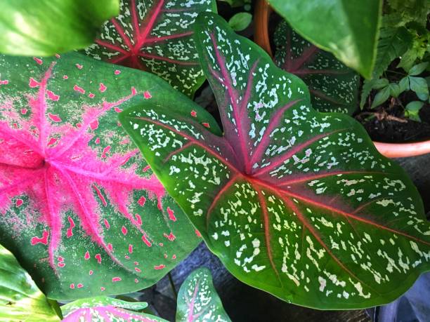 istock some leaf of plants in a vase 1306218521