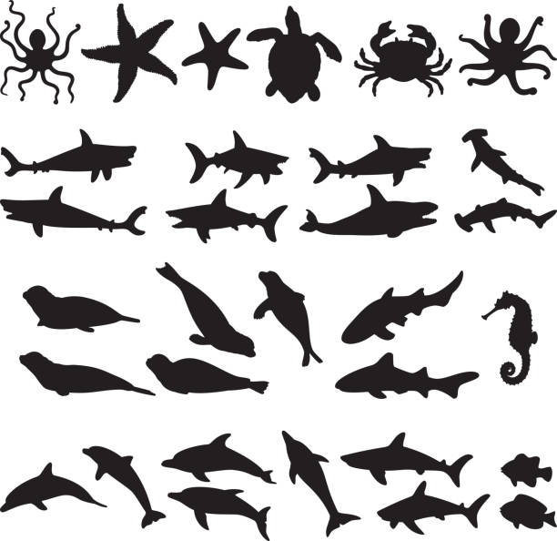 ilustraciones, imágenes clip art, dibujos animados e iconos de stock de siluetas de animales marinos - dolphin animal sea underwater