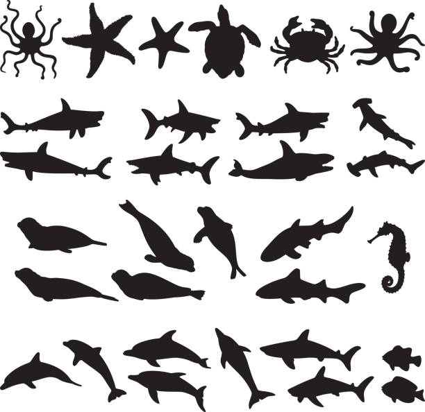 illustrazioni stock, clip art, cartoni animati e icone di tendenza di sagome animali marini - dolphin animal sea underwater