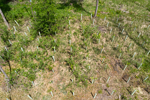 Planted young trees in protective covers in a forest viewed from above.